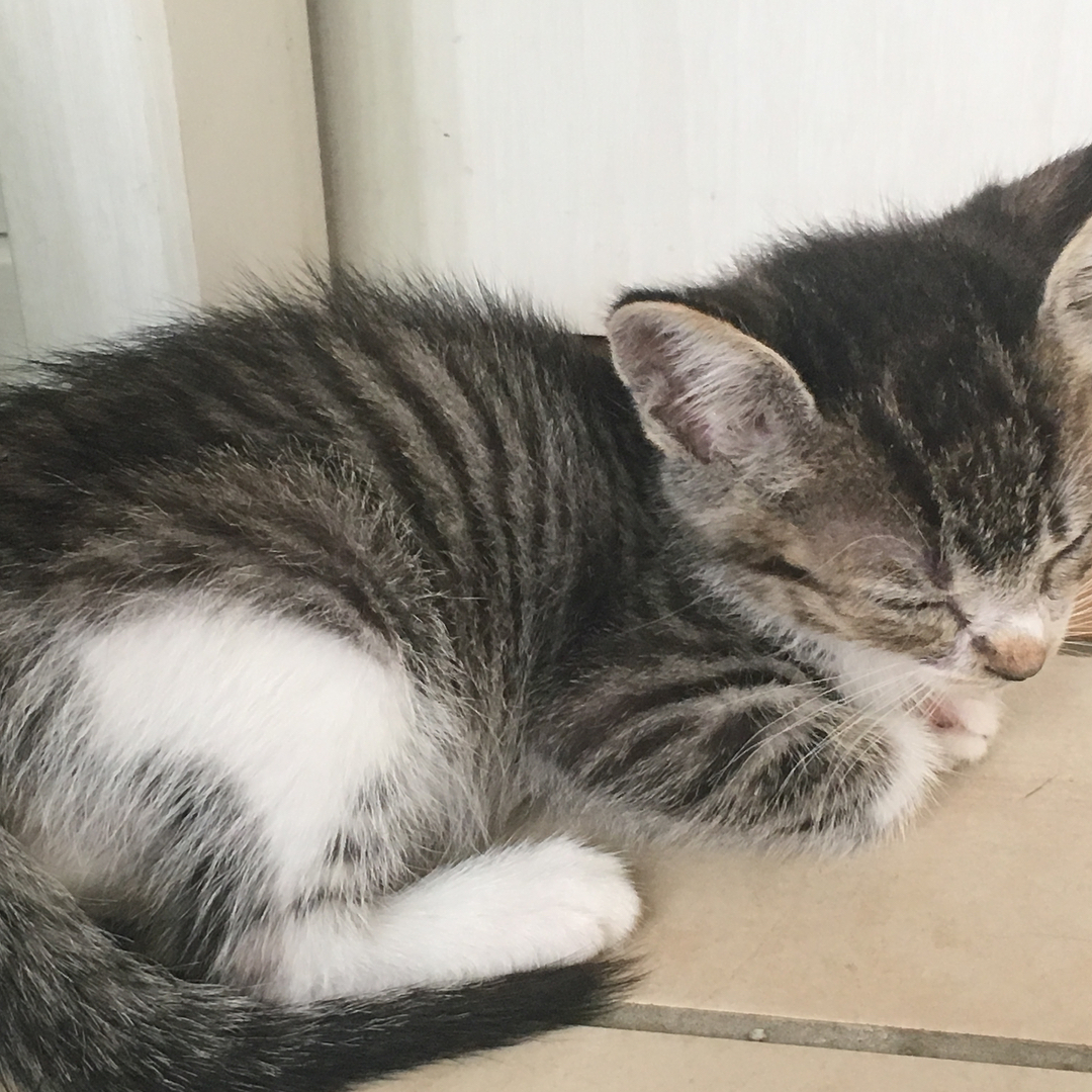 里親様が決まりました！！
とても優しい飼い主様にお嫁に行きました！感謝ありがとう