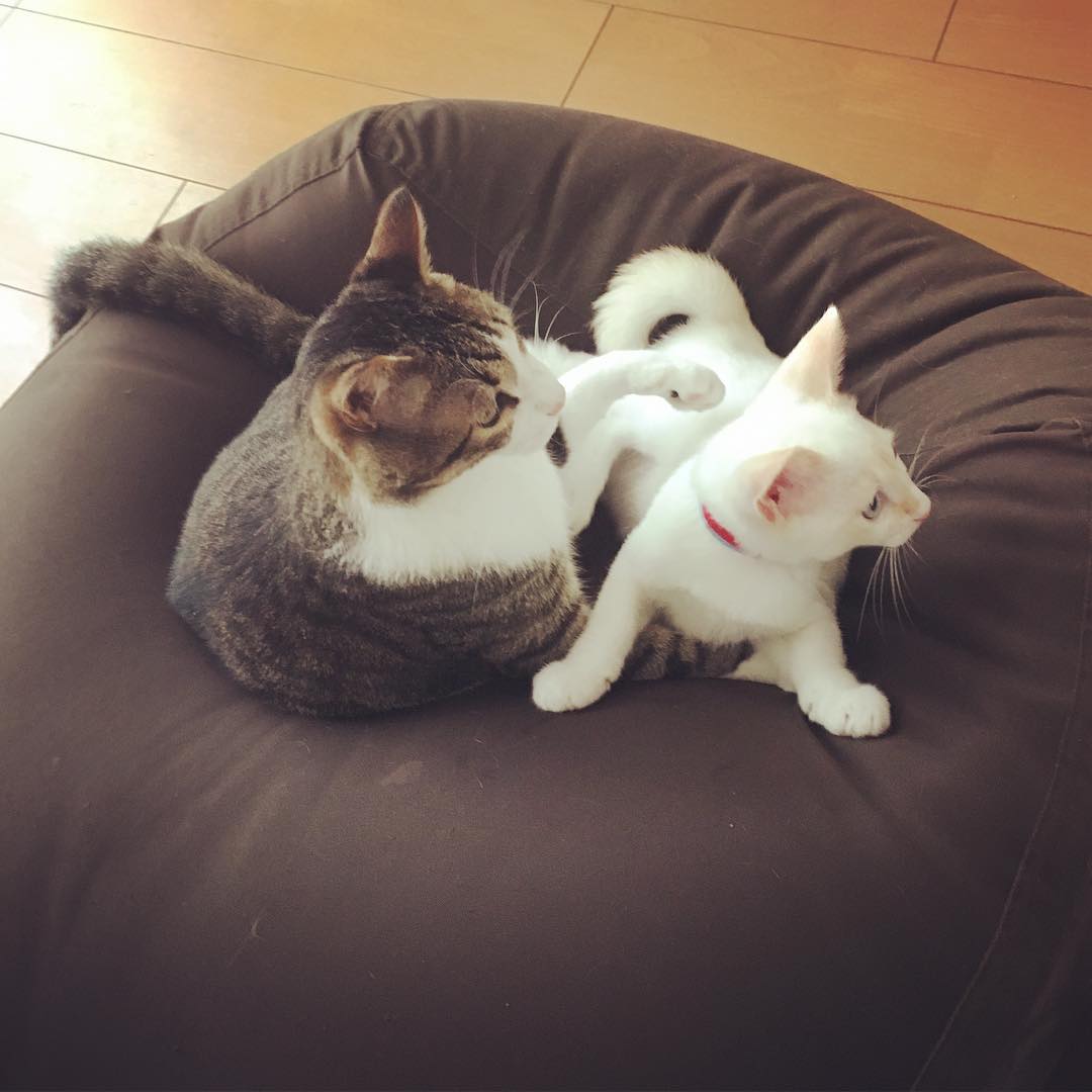 うちのねこ♡かわいい♡
あぁ、癒し♡