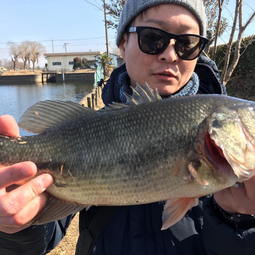 釣りバカ旦那42cmと45cm。40up2匹、マジヤバー！！ってテンション高！