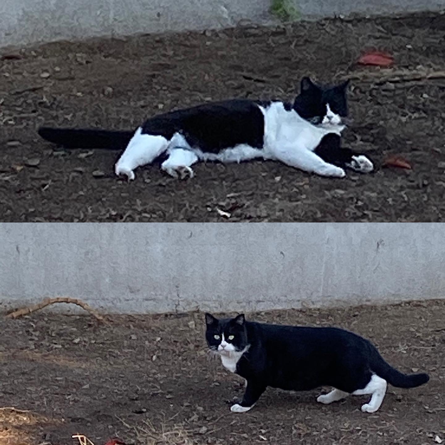 店の庭に可愛い野良猫ちゃんがゴロゴロしに来たから写真