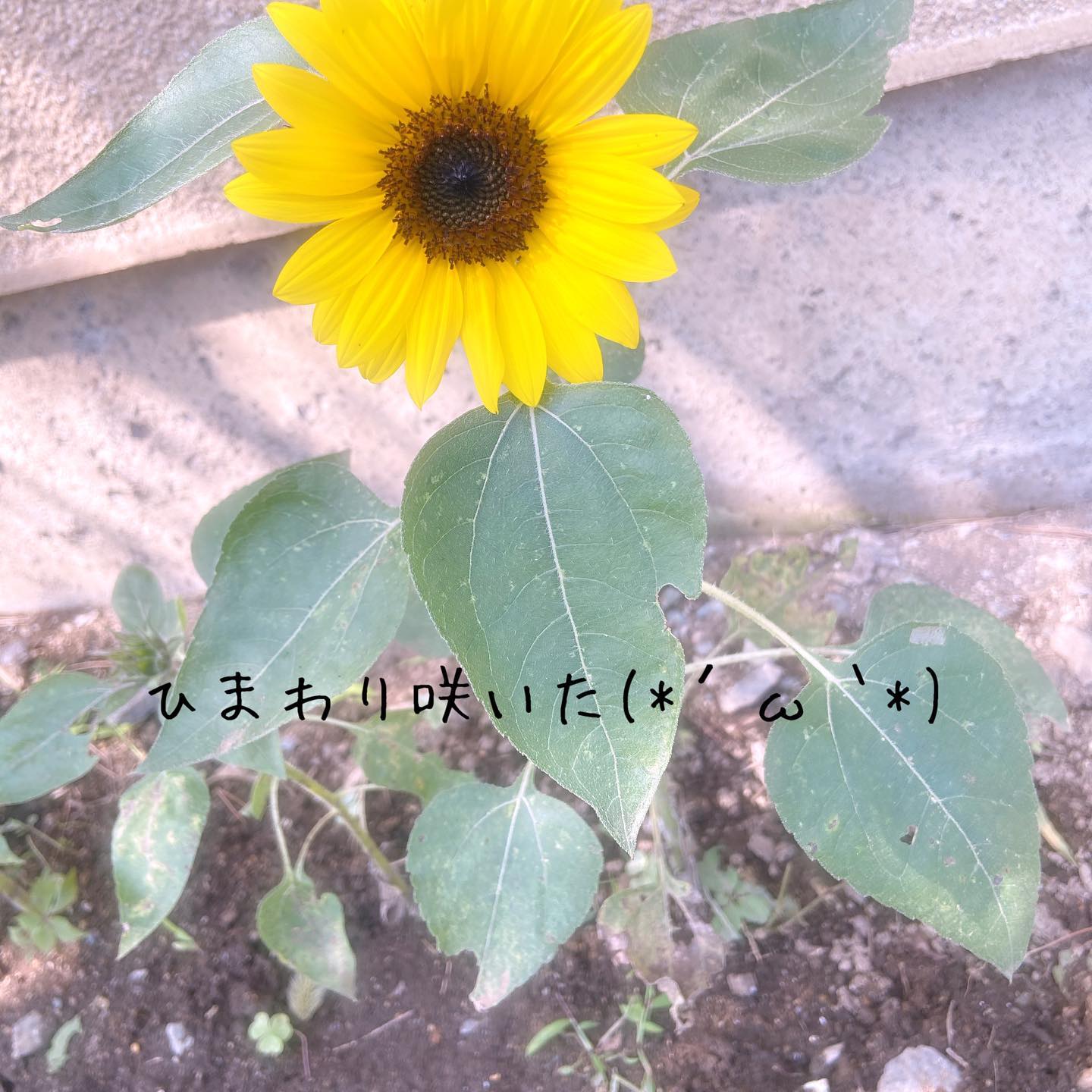 さ